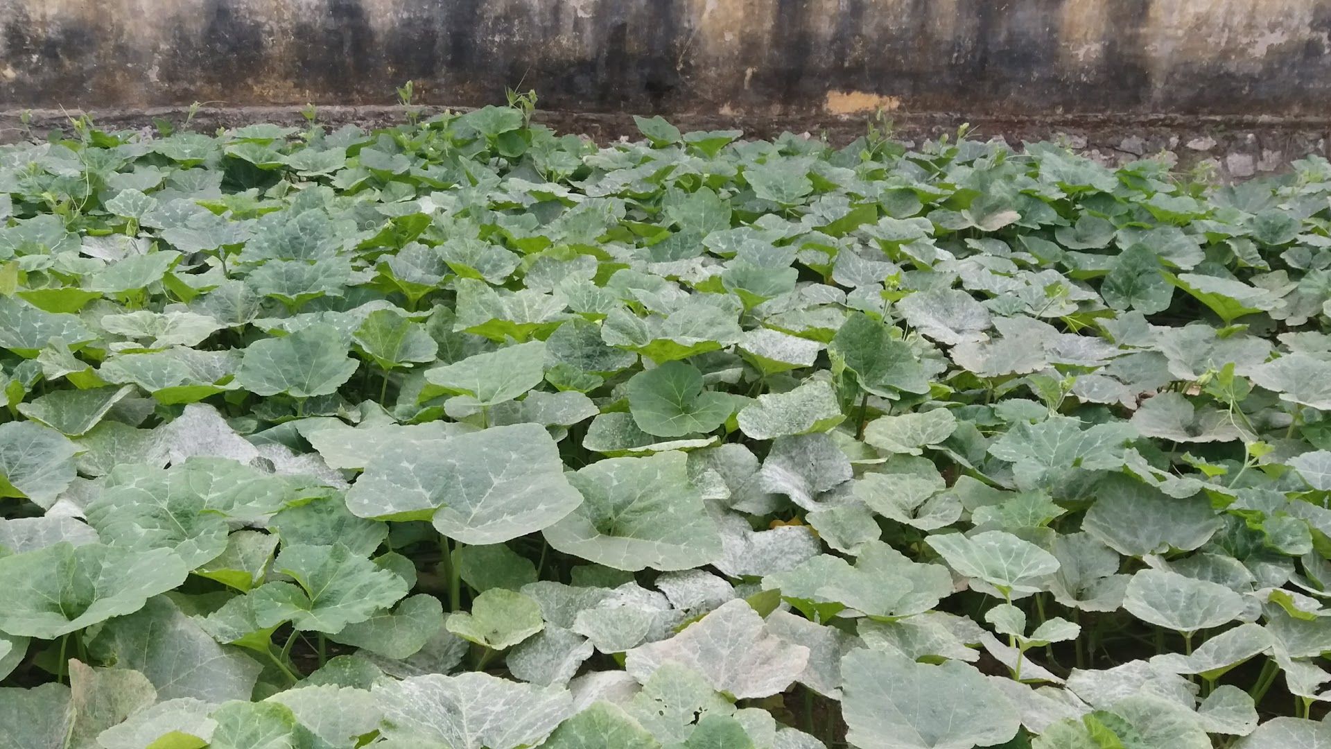 Câu Lạc Bộ Sân Bóng Cỏ Nhân Tạo Ngũ Hiệp 8