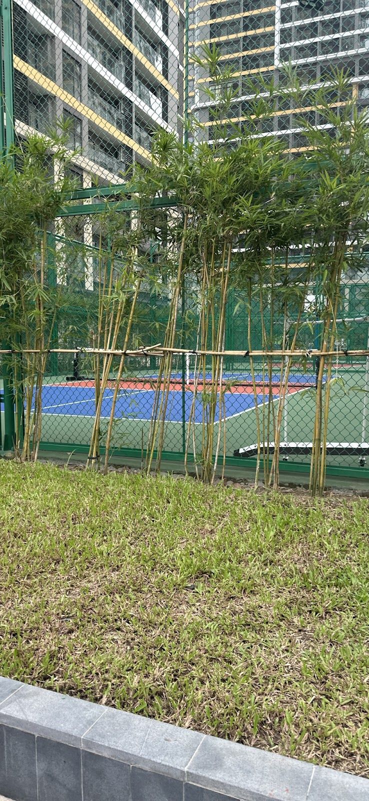 Sân PickleBall S9 1